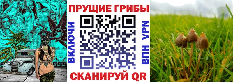 Купить где  Красноуфимск  Галлюциногенные грибы MAGIC MUSHROOMS 